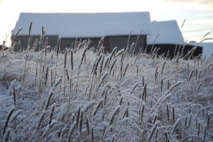 frost clings
