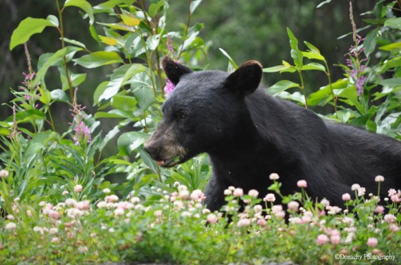 Black Bear_new