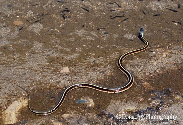 Aquatic Garter Snake_new