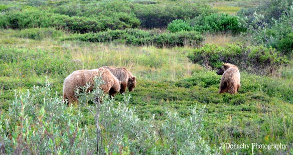 Grizzley family Denali_new