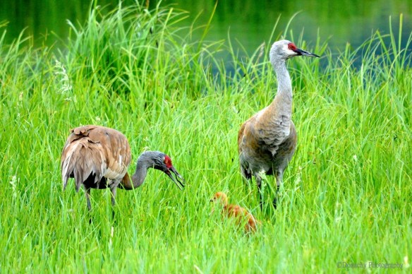 Cranes feeding chick_n