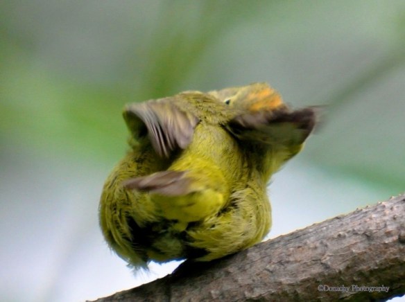 Orange-crowned warbler, orange head_n