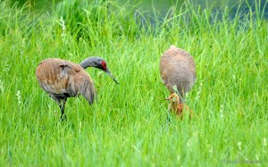 Sandhill crane feeding chick 1_n