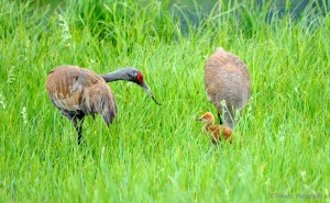 Sandhill crane feeding chick 2_n