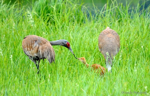 Sandhill crane feeding chick 3_new