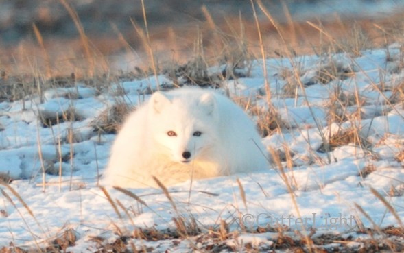 Arctic Fox near old Tikigaq, Alaska. Nikon D90