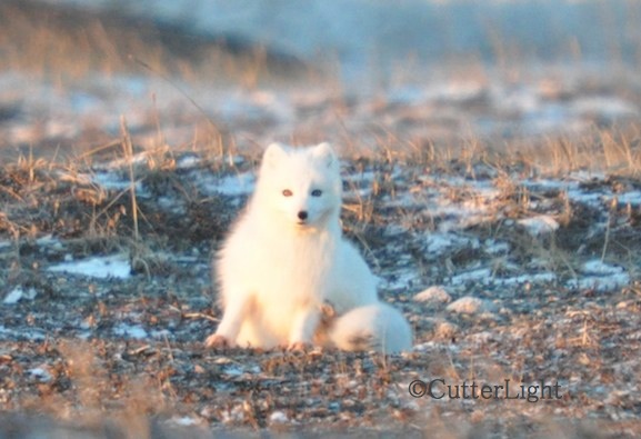 Arctic Fox 2_n
