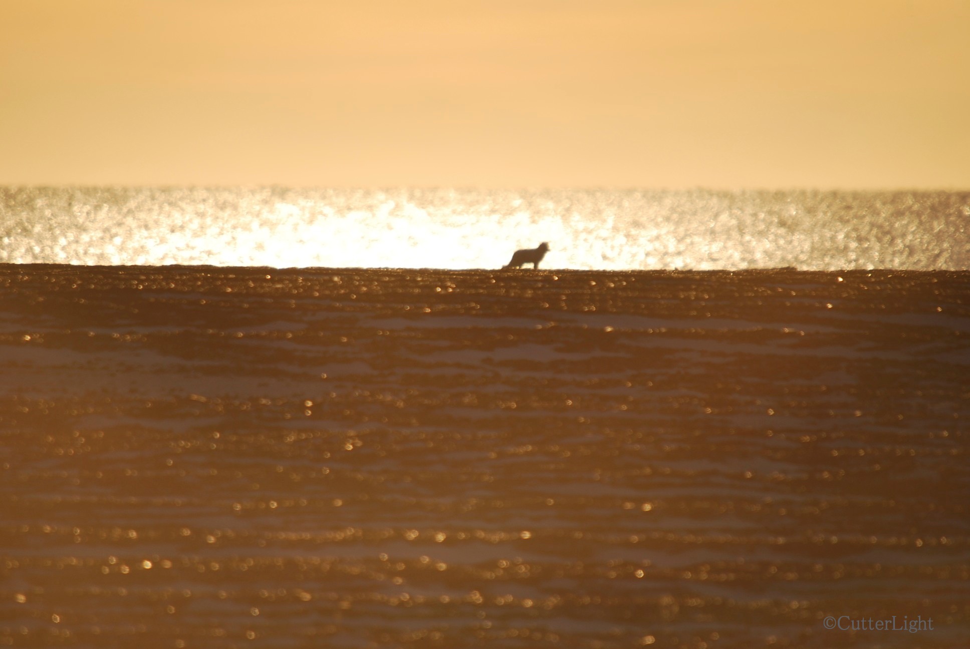 Arctic Fox on Point Hope Beach_n