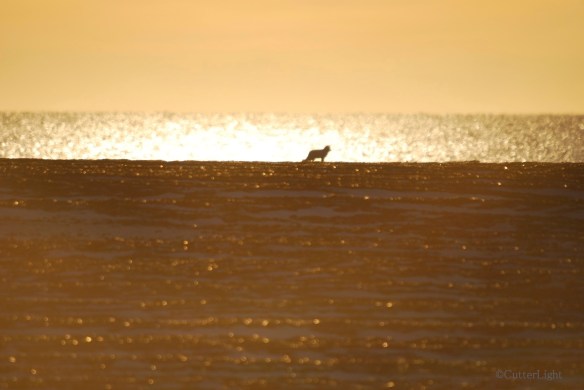 Arctic Fox on Point Hope Beach_n