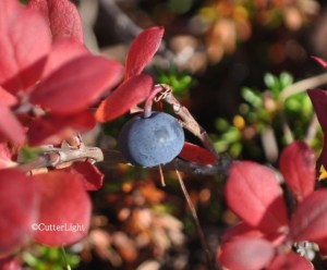 Blueberry on tundra at Shishmaref_n