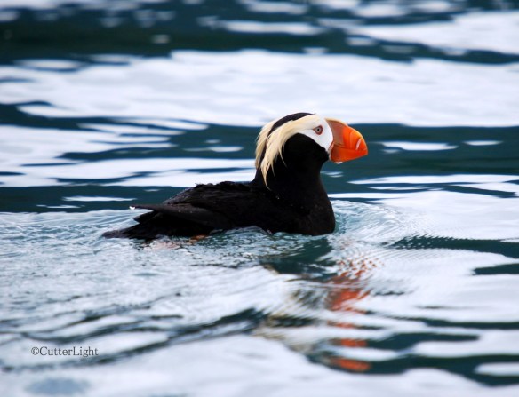 Tufted puffin near Homer I_n