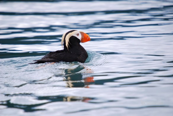 Tufted puffin near Homer II_n
