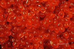 ikura cured salmon eggs_n