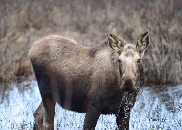 moose calf d4_n