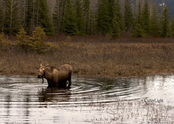 moose calf d800