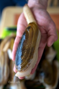 razor clam in hand_n