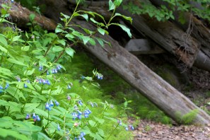 blue bells and trestle ruins_n