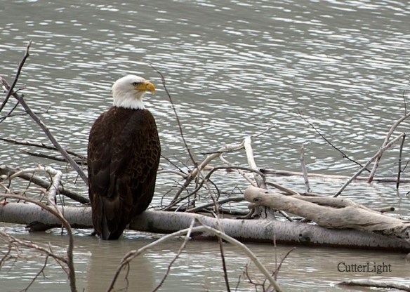 eagle in high water_n