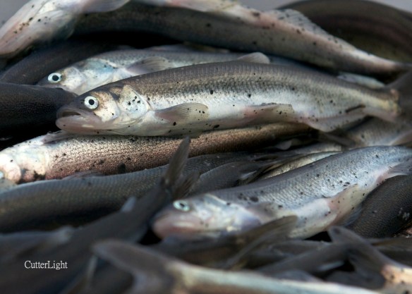 hooligans in cooler_n