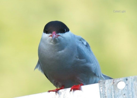 arctic tern head on n