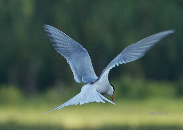 arctic tern hovering n
