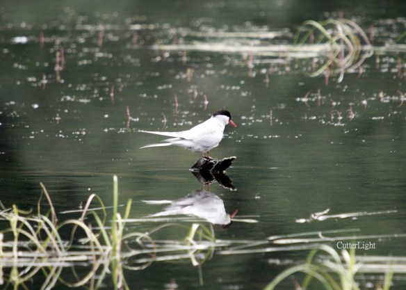 arctic tern reflected n