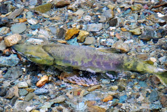 chum salmon on colorful streambed n