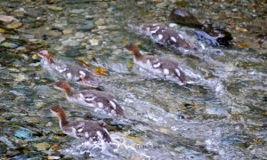 merganser chicks swimming clear water n