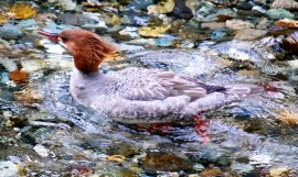 merganser common
