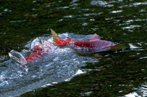 red salmon spawning w tail up n