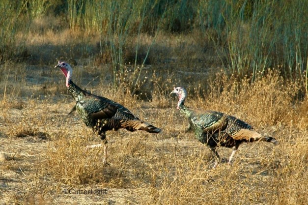 Turkeys along the American River - Copy (3) - Version 2 n