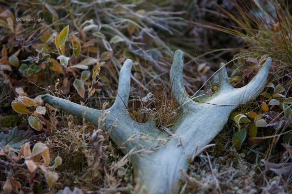caribou antler fall tundra n