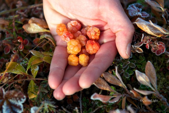 cloudberries frozen in hand n