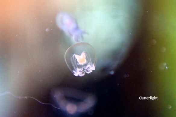 jellyfish micro purple n