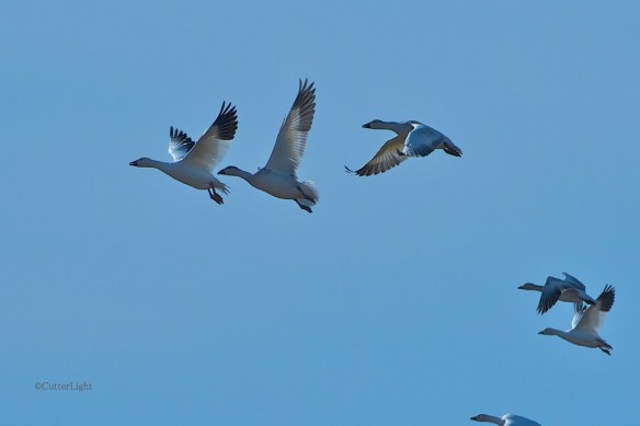 snow geese lifting off close n
