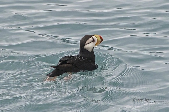 horned puffin swimming n