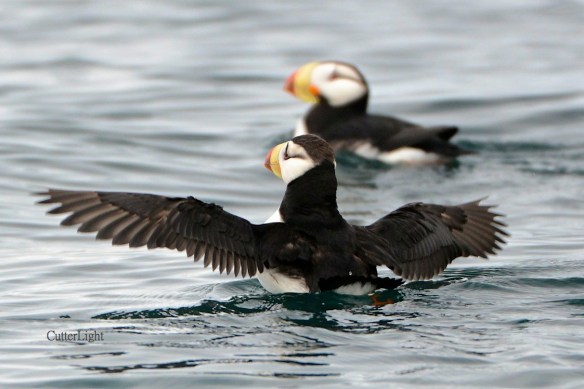 horned puffins may 2014 n