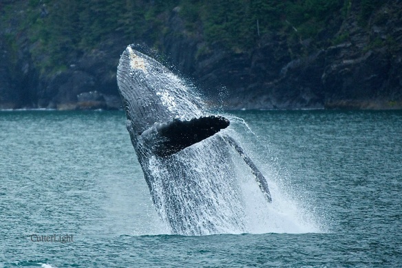 humpback breaching c n