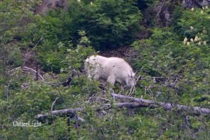 mountain goat may 2014 n