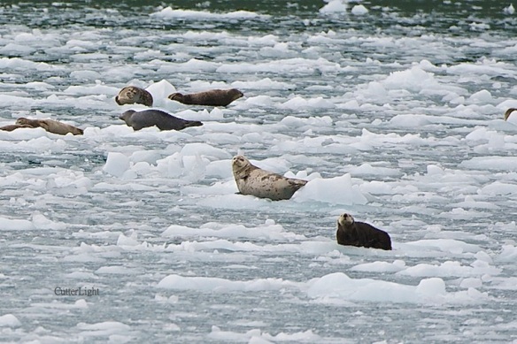 sea otter on ice w harbor seals n