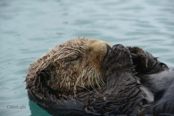 sleeping otter in harbor n