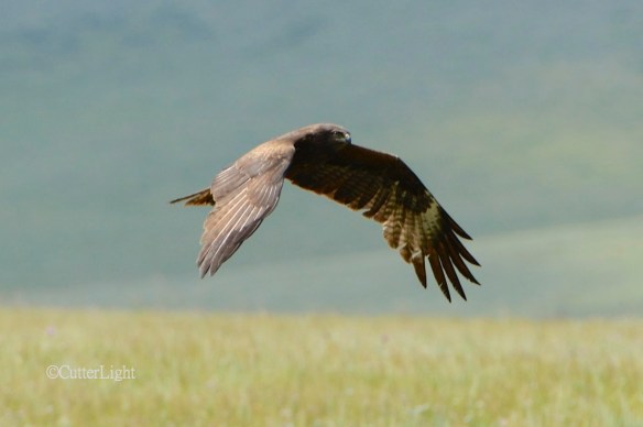 black kite n