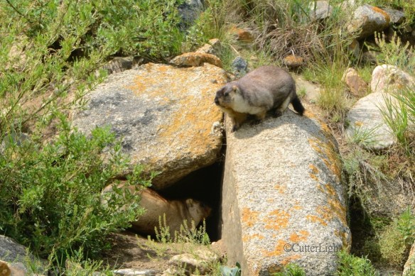 marmots n