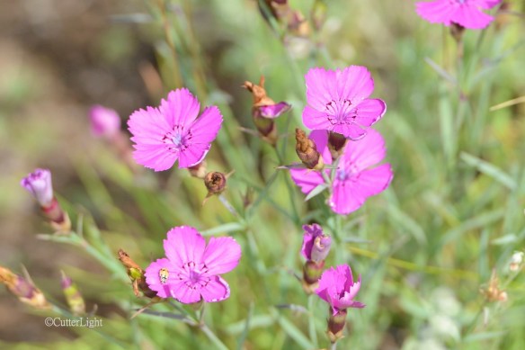 pink wildflowers w ladybug n