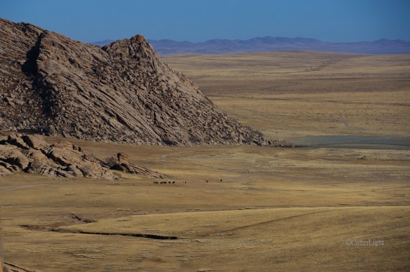 1st ger landscape w cattle n