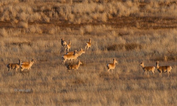 gazelle bull vocalizing n