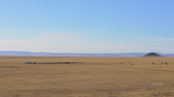 gers & horses in big country n