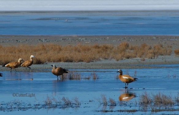 ruddy shelducs salt lake n