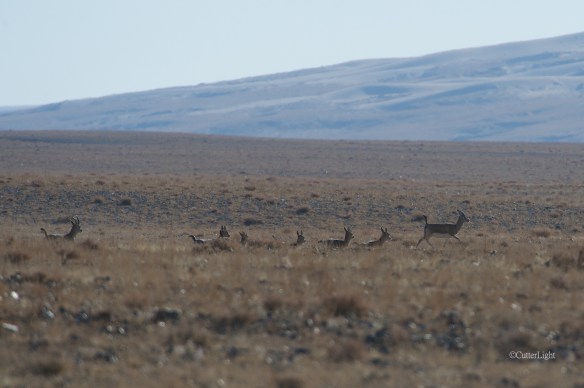 black-tailed gazelle against dunes n