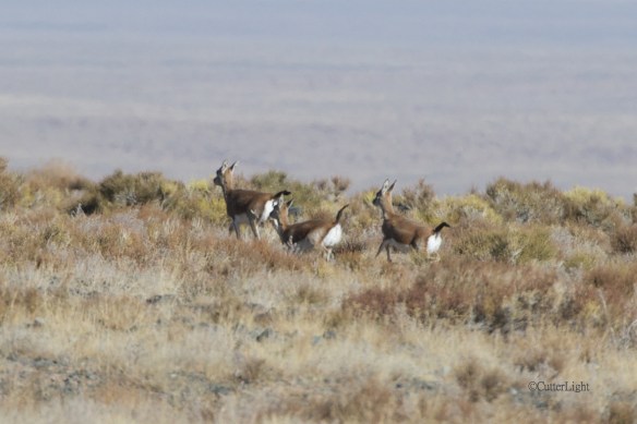 black-tailed gazelle n